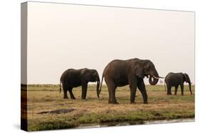 African Elephants (Loxodonta Africana), Chobe National Park, Botswana, Africa-Sergio Pitamitz-Stretched Canvas