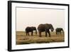 African Elephants (Loxodonta Africana), Chobe National Park, Botswana, Africa-Sergio Pitamitz-Framed Photographic Print