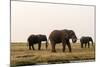 African Elephants (Loxodonta Africana), Chobe National Park, Botswana, Africa-Sergio Pitamitz-Mounted Photographic Print