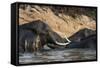 African Elephants (Loxodonta Africana), Chobe National Park, Botswana, Africa-Sergio Pitamitz-Framed Stretched Canvas