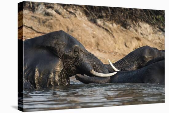 African Elephants (Loxodonta Africana), Chobe National Park, Botswana, Africa-Sergio Pitamitz-Stretched Canvas