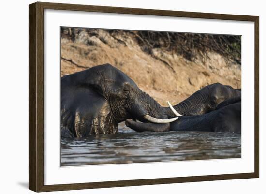 African Elephants (Loxodonta Africana), Chobe National Park, Botswana, Africa-Sergio Pitamitz-Framed Photographic Print