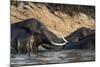 African Elephants (Loxodonta Africana), Chobe National Park, Botswana, Africa-Sergio Pitamitz-Mounted Photographic Print