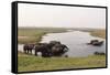 African Elephants (Loxodonta Africana), Chobe National Park, Botswana, Africa-Sergio Pitamitz-Framed Stretched Canvas