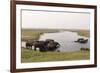 African Elephants (Loxodonta Africana), Chobe National Park, Botswana, Africa-Sergio Pitamitz-Framed Photographic Print