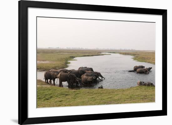 African Elephants (Loxodonta Africana), Chobe National Park, Botswana, Africa-Sergio Pitamitz-Framed Photographic Print