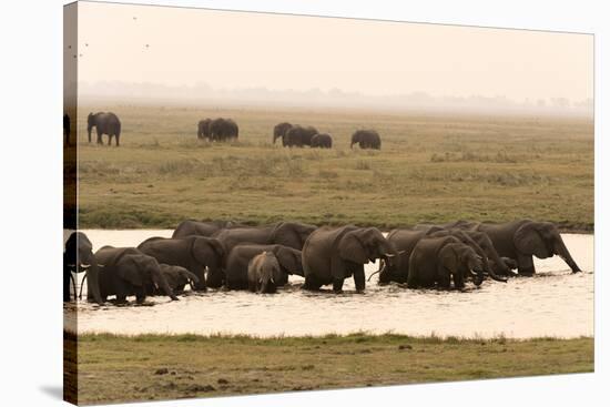 African Elephants (Loxodonta Africana), Chobe National Park, Botswana, Africa-Sergio Pitamitz-Stretched Canvas