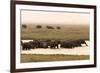 African Elephants (Loxodonta Africana), Chobe National Park, Botswana, Africa-Sergio Pitamitz-Framed Photographic Print