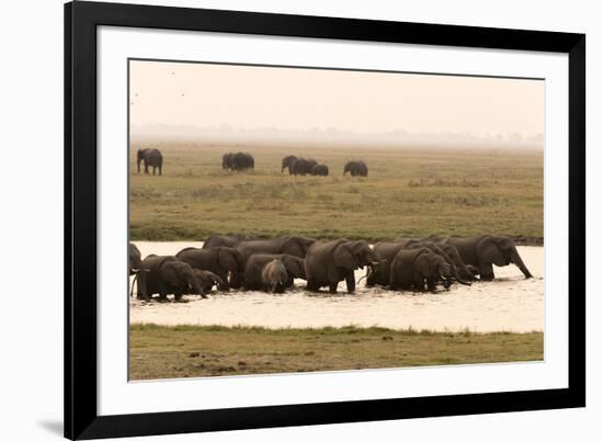 African Elephants (Loxodonta Africana), Chobe National Park, Botswana, Africa-Sergio Pitamitz-Framed Photographic Print