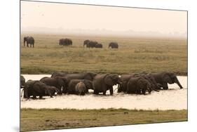 African Elephants (Loxodonta Africana), Chobe National Park, Botswana, Africa-Sergio Pitamitz-Mounted Photographic Print