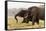 African Elephants (Loxodonta Africana), Chobe National Park, Botswana, Africa-Sergio Pitamitz-Framed Stretched Canvas