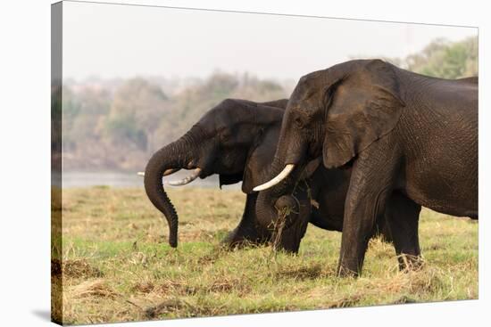 African Elephants (Loxodonta Africana), Chobe National Park, Botswana, Africa-Sergio Pitamitz-Stretched Canvas