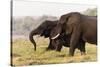 African Elephants (Loxodonta Africana), Chobe National Park, Botswana, Africa-Sergio Pitamitz-Stretched Canvas