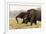 African Elephants (Loxodonta Africana), Chobe National Park, Botswana, Africa-Sergio Pitamitz-Framed Photographic Print