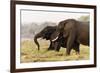 African Elephants (Loxodonta Africana), Chobe National Park, Botswana, Africa-Sergio Pitamitz-Framed Photographic Print