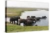 African Elephants (Loxodonta Africana), Chobe National Park, Botswana, Africa-Sergio Pitamitz-Stretched Canvas