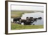 African Elephants (Loxodonta Africana), Chobe National Park, Botswana, Africa-Sergio Pitamitz-Framed Photographic Print