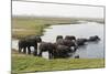 African Elephants (Loxodonta Africana), Chobe National Park, Botswana, Africa-Sergio Pitamitz-Mounted Photographic Print