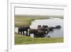 African Elephants (Loxodonta Africana), Chobe National Park, Botswana, Africa-Sergio Pitamitz-Framed Photographic Print