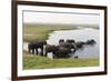 African Elephants (Loxodonta Africana), Chobe National Park, Botswana, Africa-Sergio Pitamitz-Framed Photographic Print