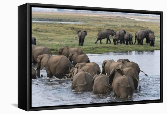 African Elephants (Loxodonta Africana), Chobe National Park, Botswana, Africa-Sergio Pitamitz-Framed Stretched Canvas