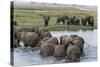 African Elephants (Loxodonta Africana), Chobe National Park, Botswana, Africa-Sergio Pitamitz-Stretched Canvas