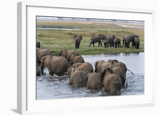 African Elephants (Loxodonta Africana), Chobe National Park, Botswana, Africa-Sergio Pitamitz-Framed Photographic Print