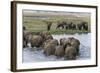 African Elephants (Loxodonta Africana), Chobe National Park, Botswana, Africa-Sergio Pitamitz-Framed Photographic Print