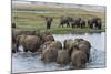 African Elephants (Loxodonta Africana), Chobe National Park, Botswana, Africa-Sergio Pitamitz-Mounted Photographic Print