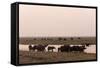 African Elephants (Loxodonta Africana), Chobe National Park, Botswana, Africa-Sergio Pitamitz-Framed Stretched Canvas