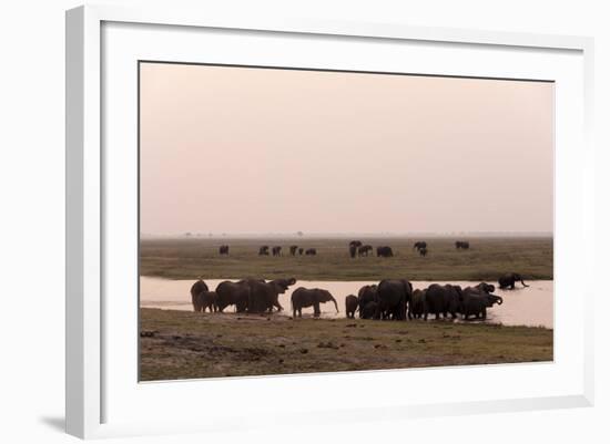 African Elephants (Loxodonta Africana), Chobe National Park, Botswana, Africa-Sergio Pitamitz-Framed Photographic Print