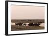 African Elephants (Loxodonta Africana), Chobe National Park, Botswana, Africa-Sergio Pitamitz-Framed Photographic Print