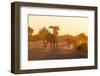 African Elephants (Loxodonta Africana), Chobe National Park, Botswana, Africa-Sergio Pitamitz-Framed Photographic Print