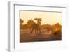 African Elephants (Loxodonta Africana), Chobe National Park, Botswana, Africa-Sergio Pitamitz-Framed Photographic Print