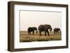 African Elephants (Loxodonta Africana), Chobe National Park, Botswana, Africa-Sergio Pitamitz-Framed Photographic Print