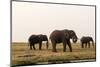 African Elephants (Loxodonta Africana), Chobe National Park, Botswana, Africa-Sergio Pitamitz-Mounted Photographic Print