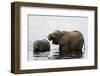 African Elephants (Loxodonta Africana), Chobe National Park, Botswana, Africa-Sergio Pitamitz-Framed Photographic Print