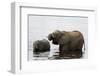 African Elephants (Loxodonta Africana), Chobe National Park, Botswana, Africa-Sergio Pitamitz-Framed Photographic Print