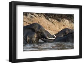 African Elephants (Loxodonta Africana), Chobe National Park, Botswana, Africa-Sergio Pitamitz-Framed Photographic Print