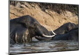 African Elephants (Loxodonta Africana), Chobe National Park, Botswana, Africa-Sergio Pitamitz-Mounted Photographic Print