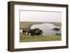 African Elephants (Loxodonta Africana), Chobe National Park, Botswana, Africa-Sergio Pitamitz-Framed Photographic Print