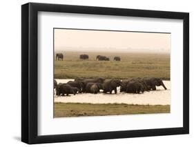 African Elephants (Loxodonta Africana), Chobe National Park, Botswana, Africa-Sergio Pitamitz-Framed Photographic Print