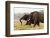 African Elephants (Loxodonta Africana), Chobe National Park, Botswana, Africa-Sergio Pitamitz-Framed Photographic Print