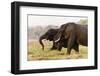 African Elephants (Loxodonta Africana), Chobe National Park, Botswana, Africa-Sergio Pitamitz-Framed Photographic Print