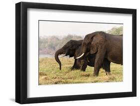 African Elephants (Loxodonta Africana), Chobe National Park, Botswana, Africa-Sergio Pitamitz-Framed Photographic Print