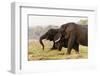 African Elephants (Loxodonta Africana), Chobe National Park, Botswana, Africa-Sergio Pitamitz-Framed Photographic Print