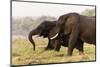 African Elephants (Loxodonta Africana), Chobe National Park, Botswana, Africa-Sergio Pitamitz-Mounted Photographic Print
