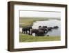 African Elephants (Loxodonta Africana), Chobe National Park, Botswana, Africa-Sergio Pitamitz-Framed Photographic Print