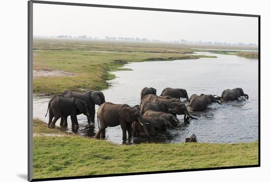 African Elephants (Loxodonta Africana), Chobe National Park, Botswana, Africa-Sergio Pitamitz-Mounted Photographic Print