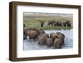 African Elephants (Loxodonta Africana), Chobe National Park, Botswana, Africa-Sergio Pitamitz-Framed Photographic Print